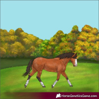 Horse Color:Bay 