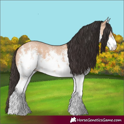 Horse Color:White Spotted Bay Dun Sabino 