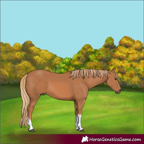 Horse Color:Chestnut Tobiano