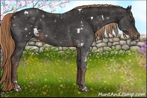 Horse Color:White Spotted Liver Chestnut 