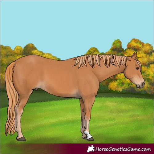 Horse Color:Chestnut 