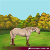 Horse Color:Red Dun 