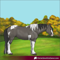 Horse Color:Grullo Splash Tobiano 