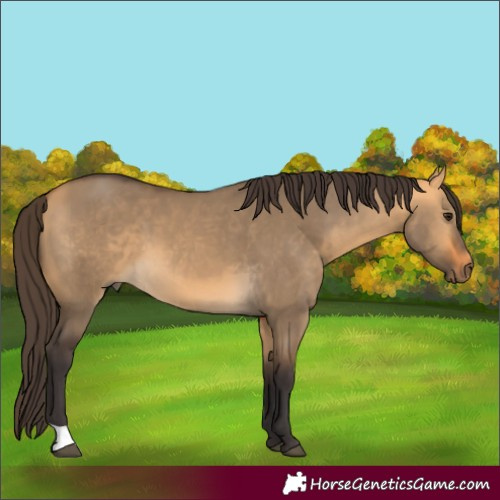 Horse Color:Buckskin Dun 