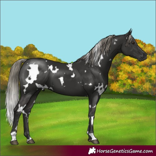 Horse Color:White Spotted Liver Chestnut Mushroom 