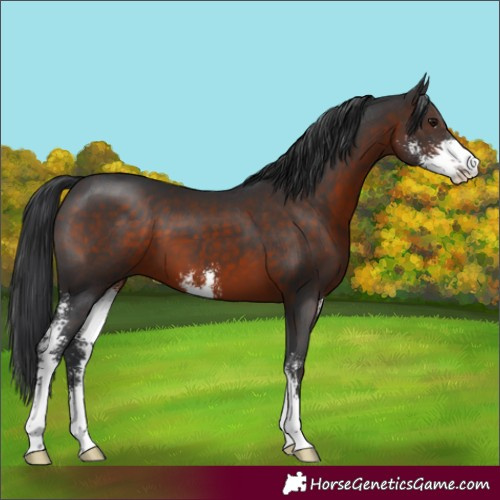 Horse Color:Brown Mushroom Sabino 