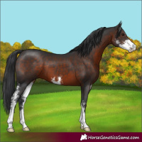 Horse Color:Brown Mushroom Sabino 
