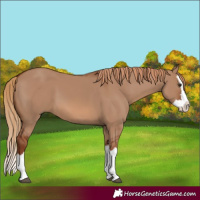 Horse Color:Red Dun Splash