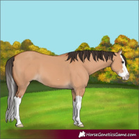 Horse Color:Bay Dun Splash 