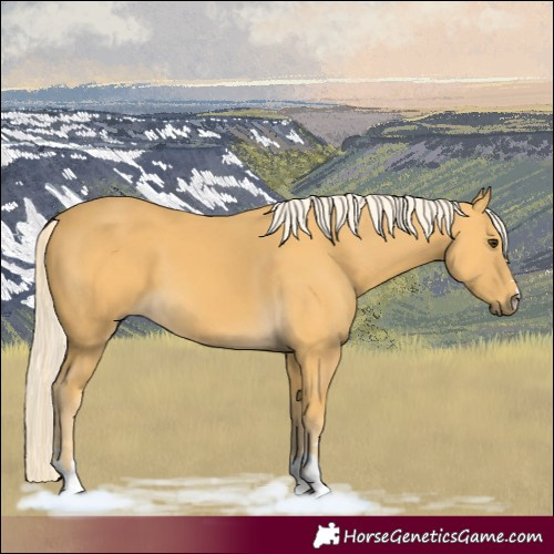 Horse Color:Palomino 