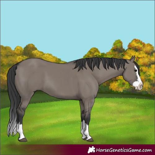 Horse Color:Grullo Splash