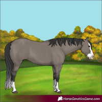 Horse Color:Grullo Splash 