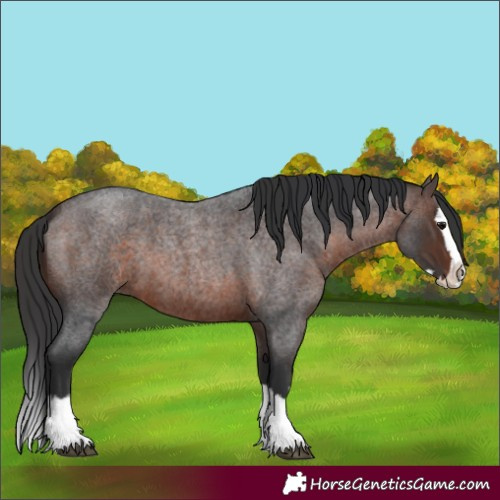 Horse Color:Unknown 