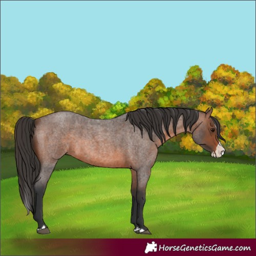 Horse Color:Unknown 