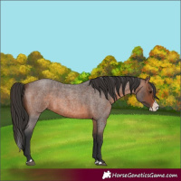 Horse Color:Unknown 