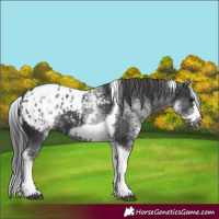 Horse Color:White Spotted Black Splash Tobiano Frame Appaloosa 