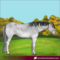 Horse Color:White Spotted Blue Roan 