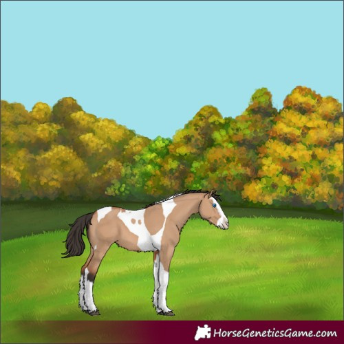 Horse Color:Bay Dun Splash Tobiano 