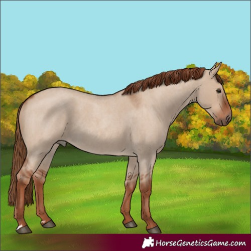 Horse Color:Red Dun Roan