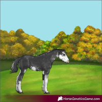 Horse Color:Black Sabino