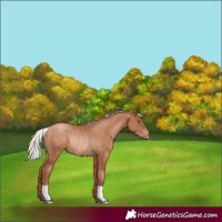 Horse Color:Silver Brown Pearl Rabicano 