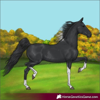 Horse Color:Black Tobiano Rabicano 
