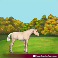 Horse Color:Silver Buckskin Pearl Rabicano 