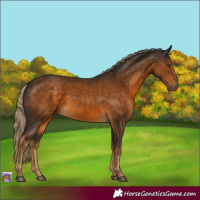 Horse Color:Chocolate Palomino 