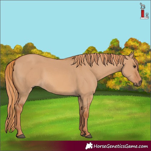 Horse Color:Unknown 