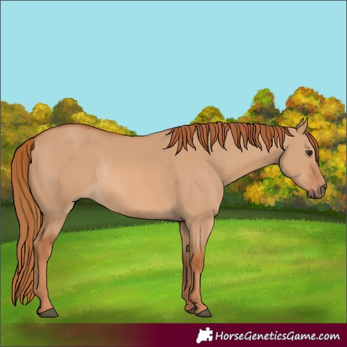 Horse Color:Red Dun Rabicano 