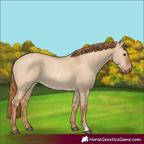 Horse Color:Red Dun Rabicano