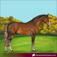 Horse Color:Chocolate Palomino 