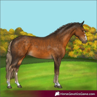 Horse Color:Chocolate Palomino 