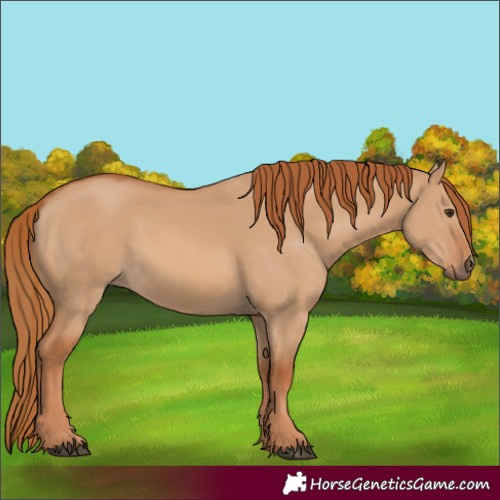 Horse Color:Red Dun Rabicano 