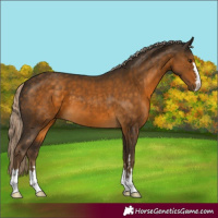 Horse Color:Chocolate Palomino 