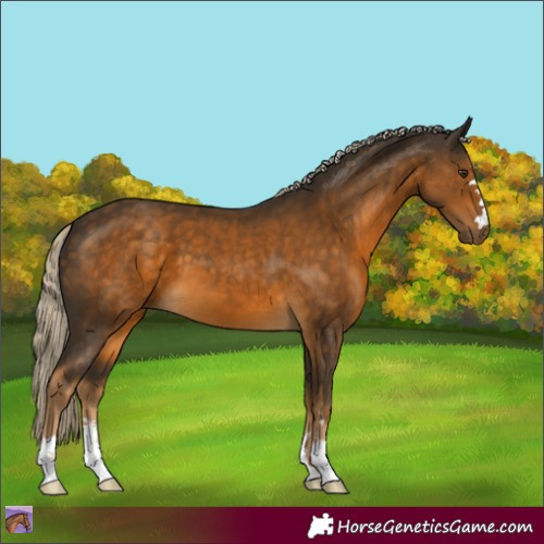 Horse Color:Chocolate Palomino 