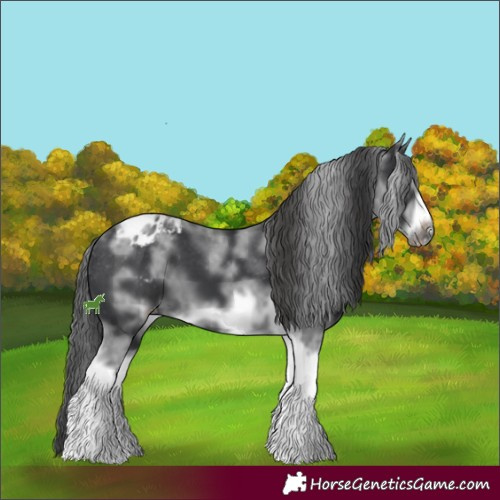 Horse Color:White Spotted Black Splash Tobiano Frame Appaloosa