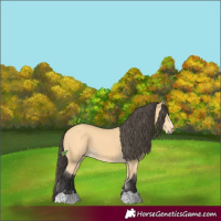 Horse Color:Buckskin 