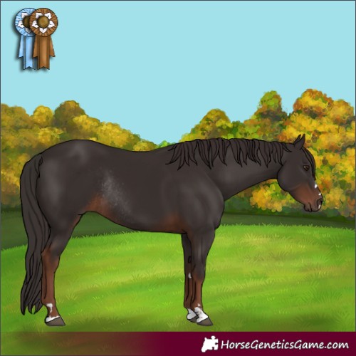 Horse Color:Liver Chestnut Rabicano 