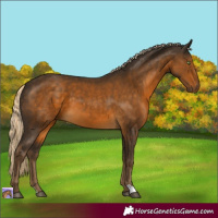 Horse Color:Chocolate Palomino 