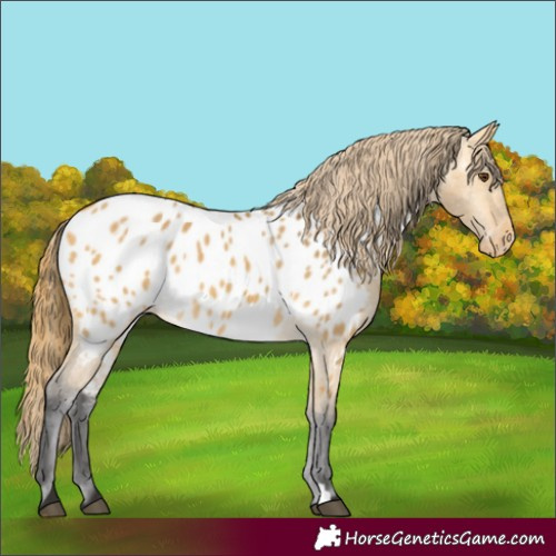 Horse Color:Buckskin Dun Appaloosa 