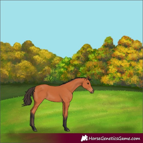 Horse Color:Unknown 