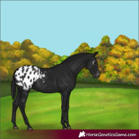 Horse Color:Gray Black Appaloosa 