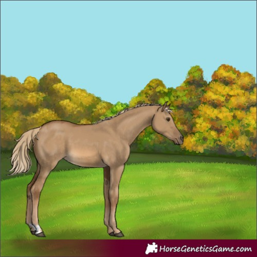 Horse Color:Unknown 