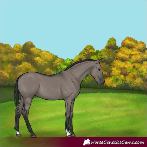 Horse Color:Grullo 