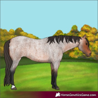 Horse Color:Bay Roan 