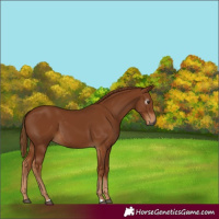 Horse Color:Gray Chestnut 