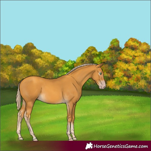 Horse Color:Gray Gold Cream Champagne 