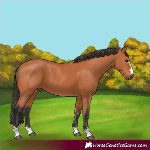 Horse Color:Bay 