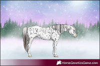 Horse Color:Black Appaloosa